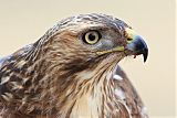 Red-tailed Hawkborder=